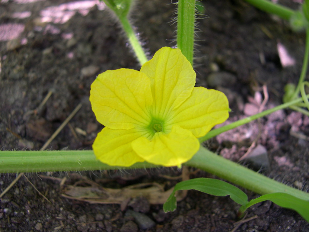 Cantaloupe flower Closeup of one of many cantaloupe flowe… Flickr