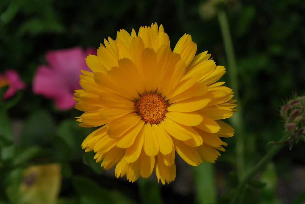 Yellow Flower Aster Family Asteraceae. The Asteraceae