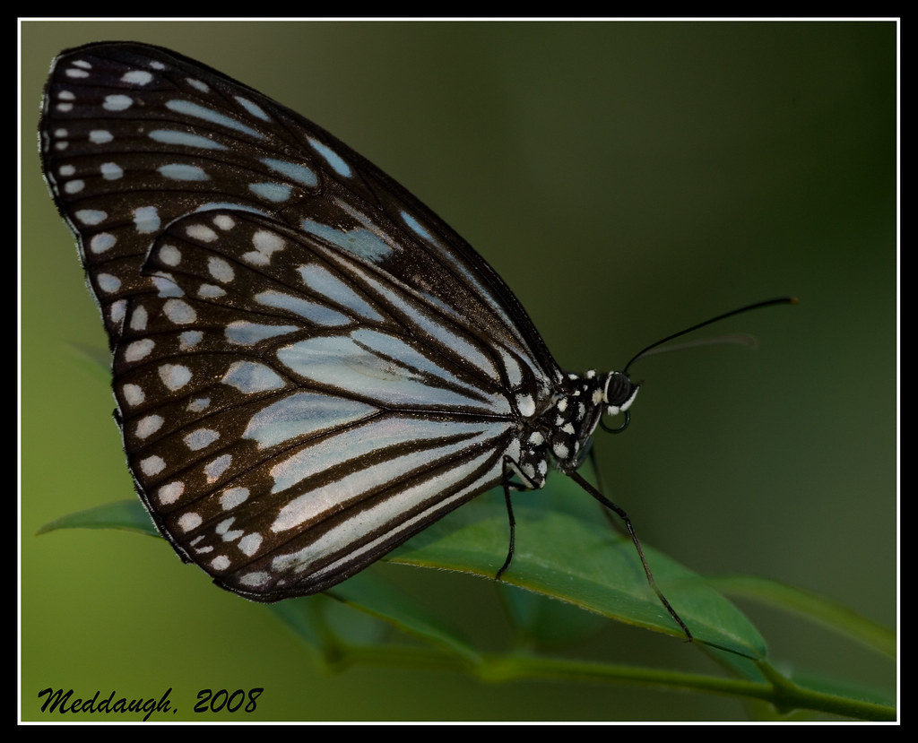 Butterfly Butterfly. Houston Museum of Natural Science. Meddaugh