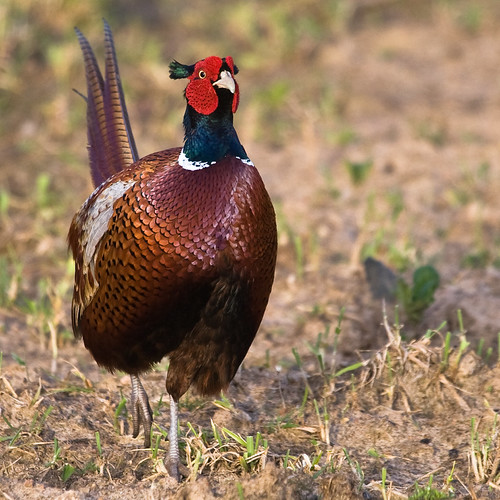 I'm not a Pheasant plucker I'm a Pheasant pluckers mate