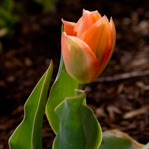 Tulip Opening So many flowers, so little time! The photowa… Flickr