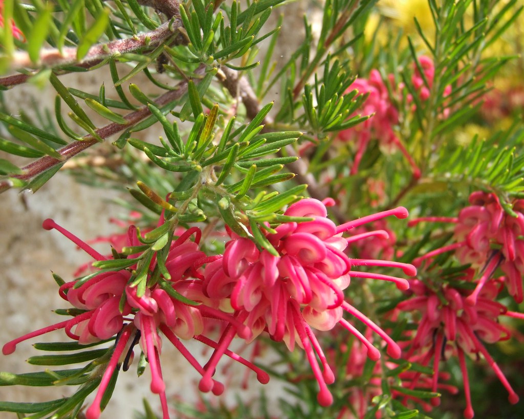 pink grevillea kevin martin Flickr