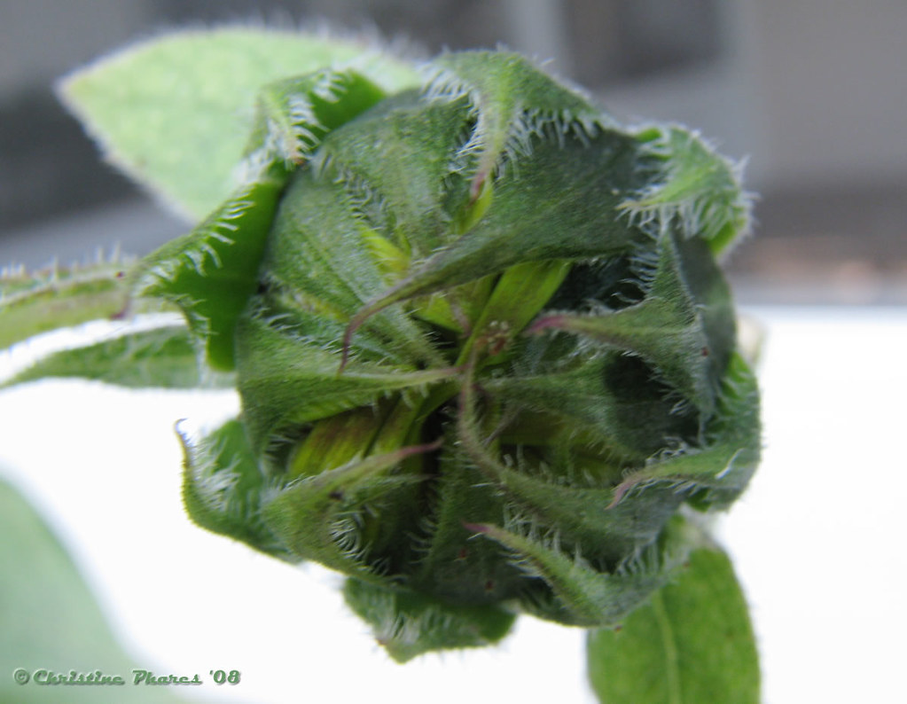 355_greenaliensunflowerbud DixieHwy Flickr