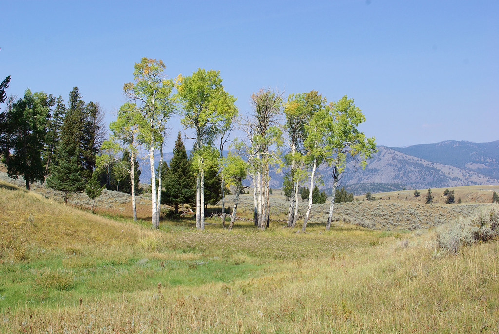 Blacktail Plateau Drive, Yellowstone National Park (a UNES… Flickr