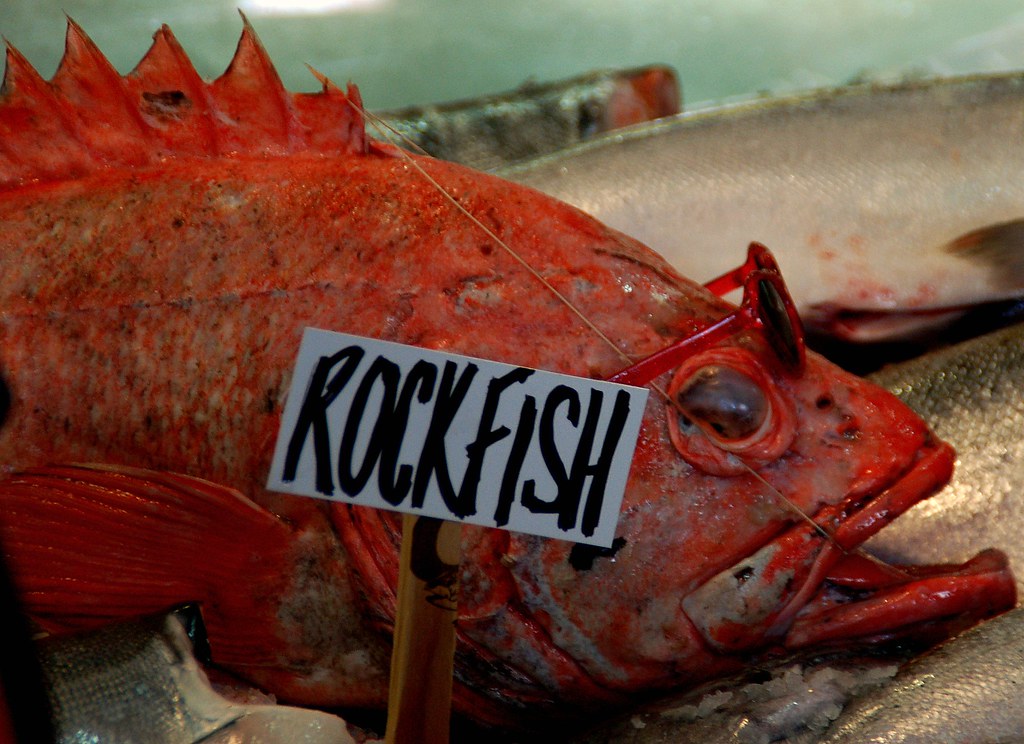 Seattle rockfish Neil Fitzpatrick Flickr