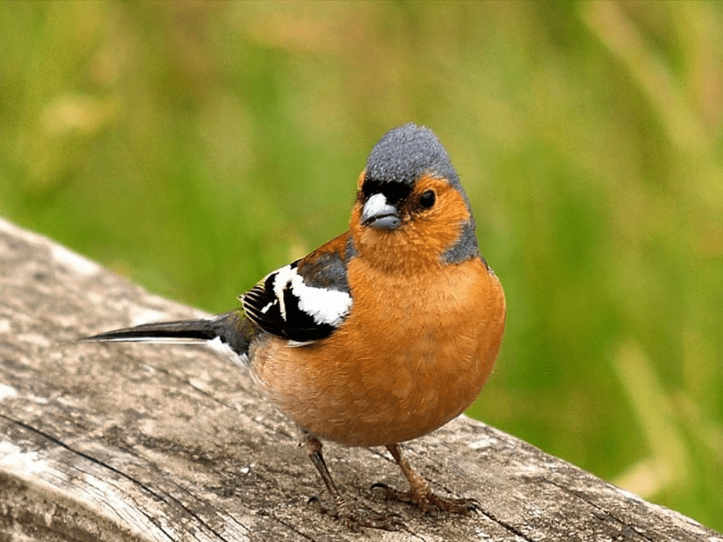 European Birds a photo on Flickriver
