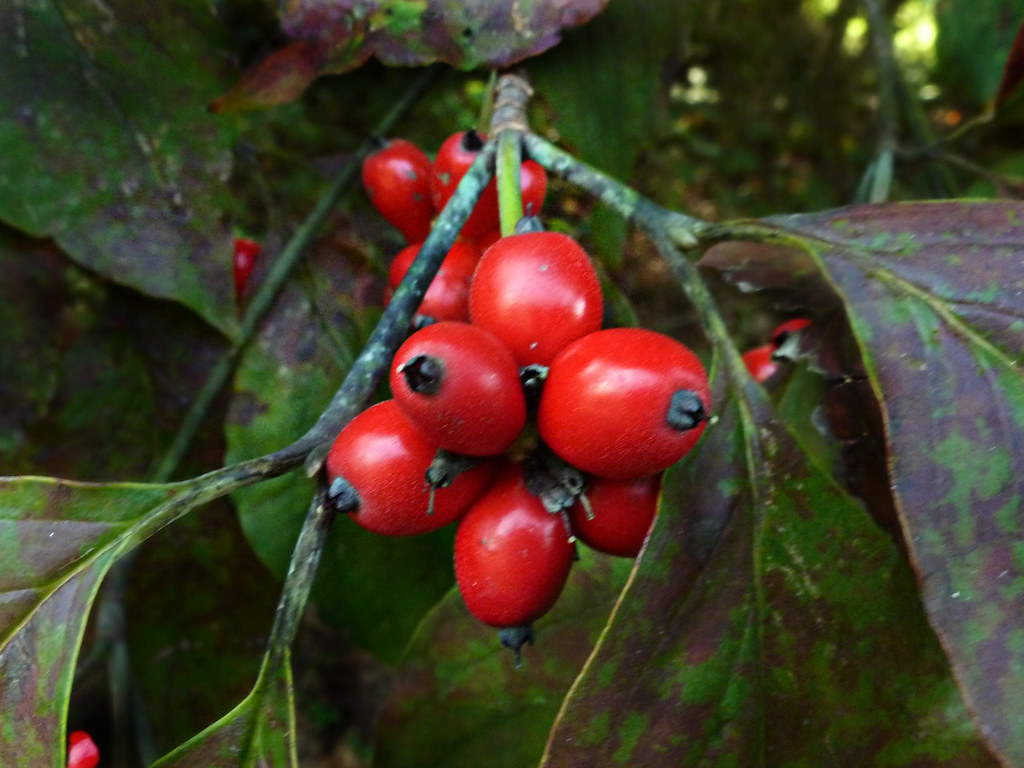 Cornaceae Cornus florida Flowering Dogwood berries Flickr
