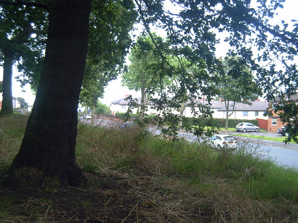 The Priory Estate. Fern road from theBluebell woods, Aug 3… Mr Bird