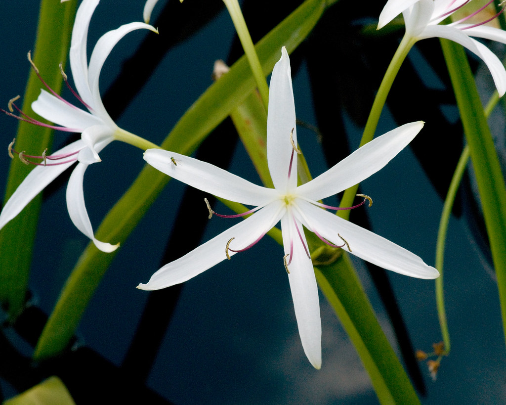 White flower, long petals Phipps Conservancy Ray Flickr