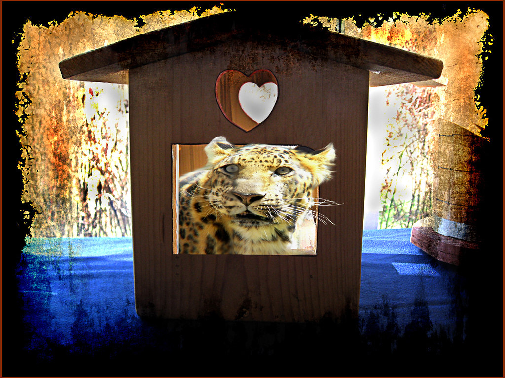 Cat House For WHYDTYC Challenge 51 This was created for t… Flickr