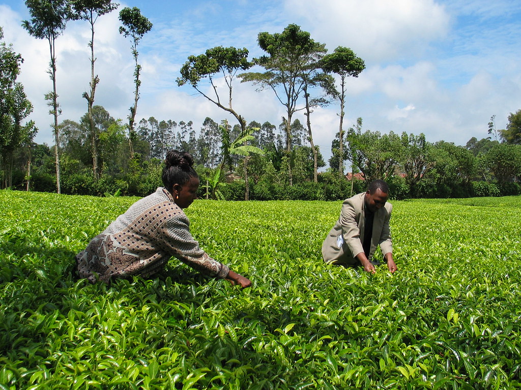 Tea Field 5 Producers, Africa, 2004,Kenya tea conference Shared