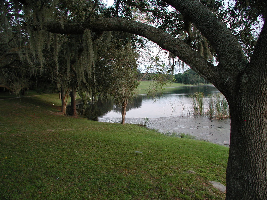 Mossy Lake Trees Denise Flickr