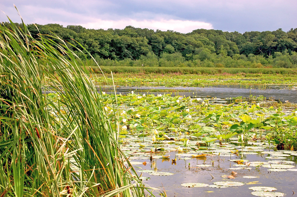 Great Meadows Wildlife Refuge Concord Massachusetts a photo on