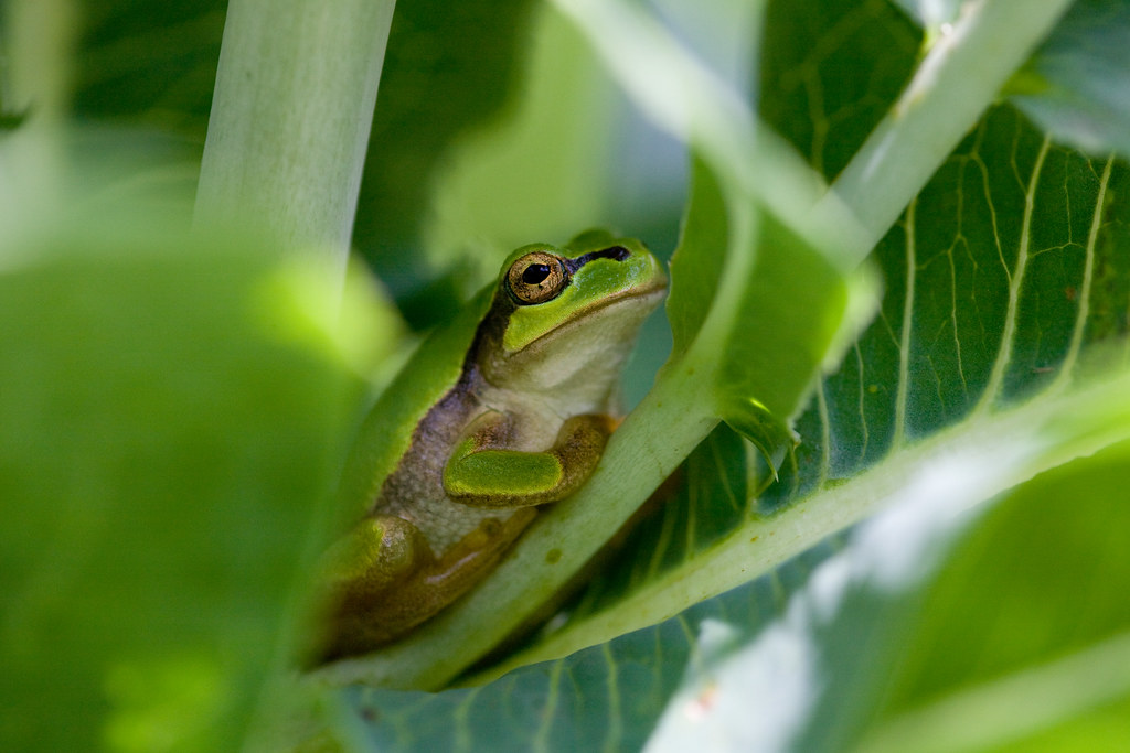 Frog resting in romaine lettuce flower stalk Joi Ito Flickr