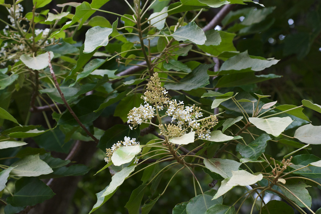 Aleurites moluccana Common name Candlenut tree State Tree… Flickr