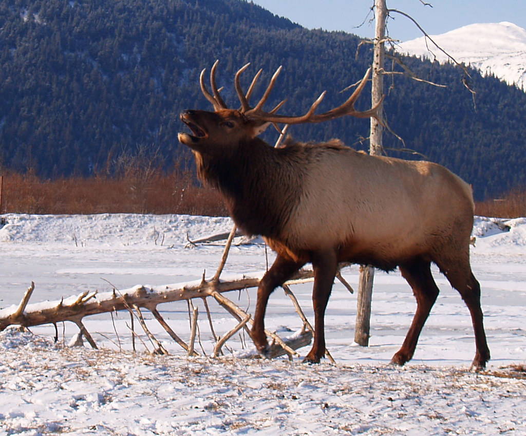 Elk in Alaska Len Radin Flickr