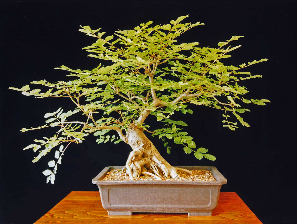 Ash Bonsai Tree (Fraxinus excelsior) European Ash Bonsai T… Flickr