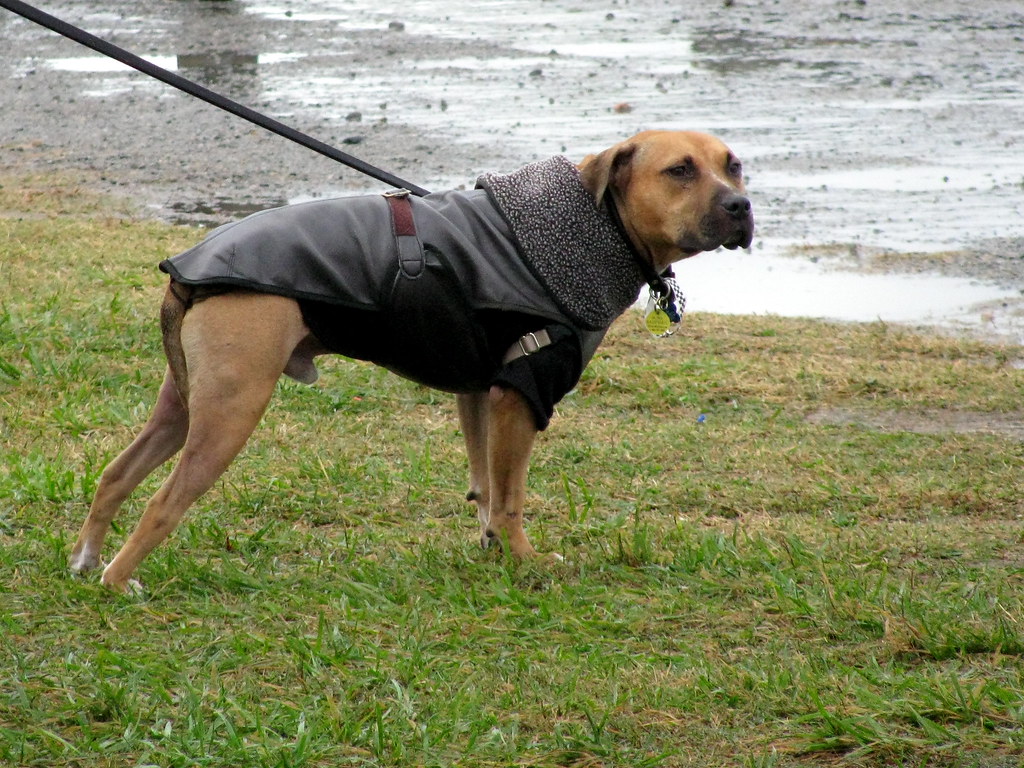 dog in a leather jacket Silent Scott Flickr