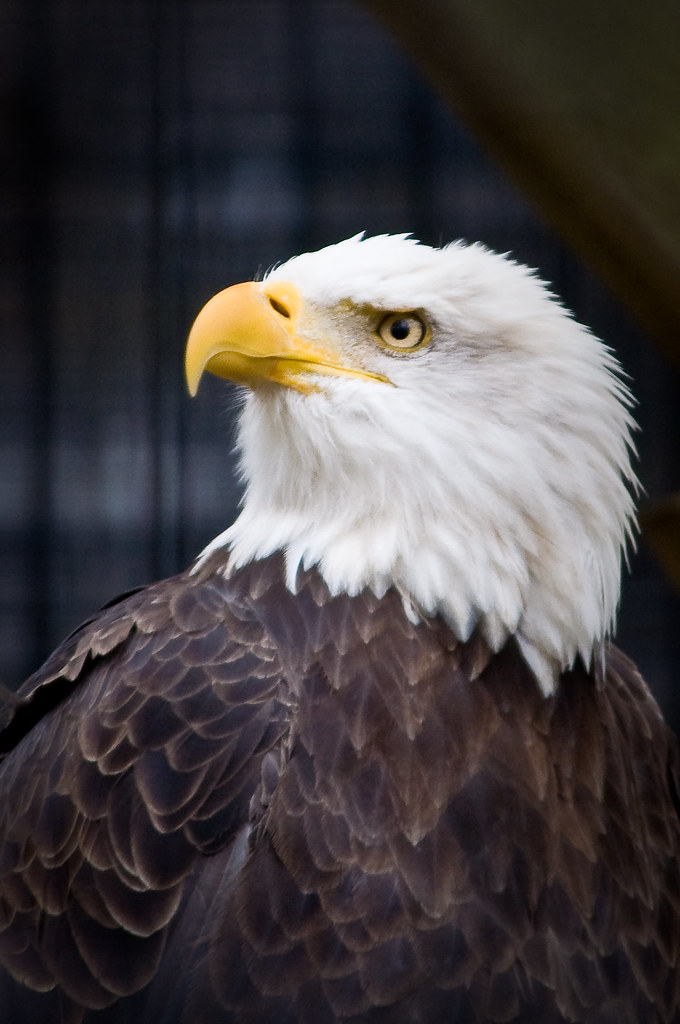 Bald Eagle (Willowbrook) Willowbrook Wildlife Center