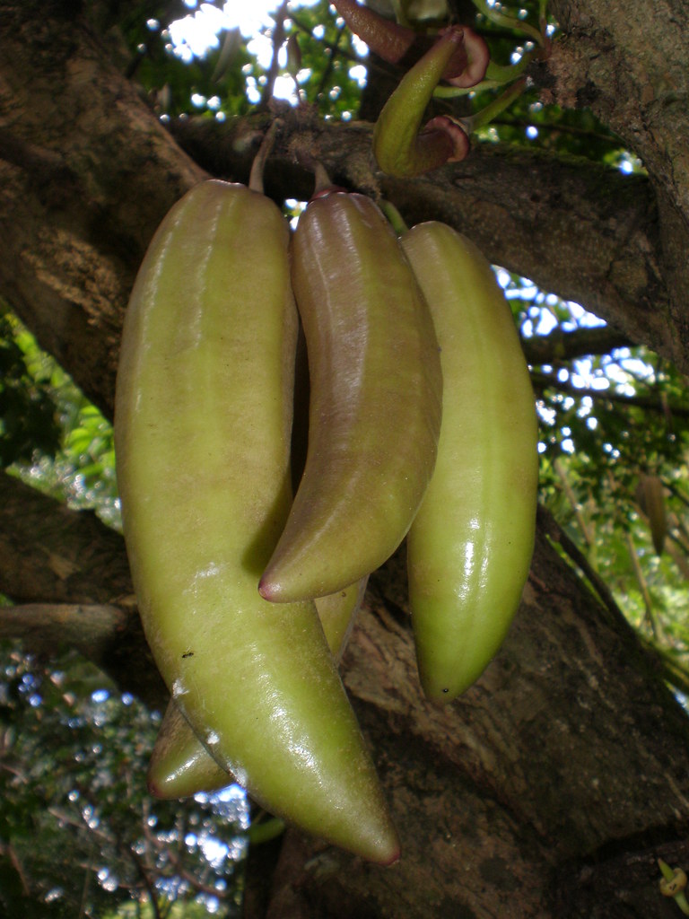 Candle tree fruits (Parmentiera edulis, cuachilote, guajil… Flickr