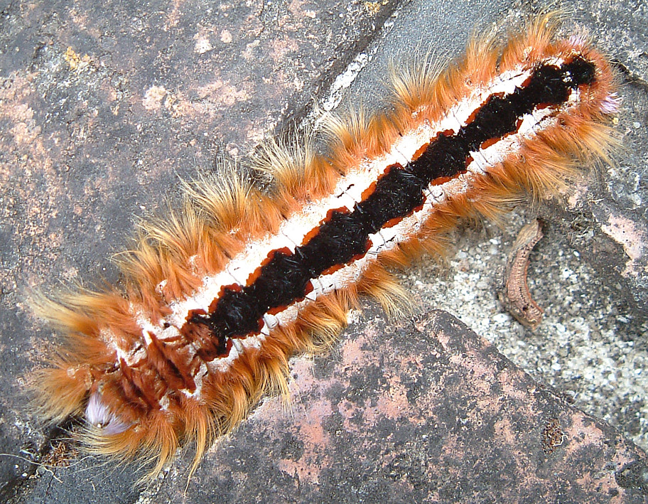 Caterpillar South Africa Contact Details at Kimberley Weinstein blog