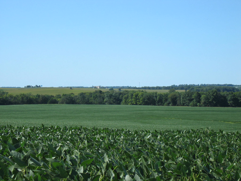 Field of beans Migo441 Flickr