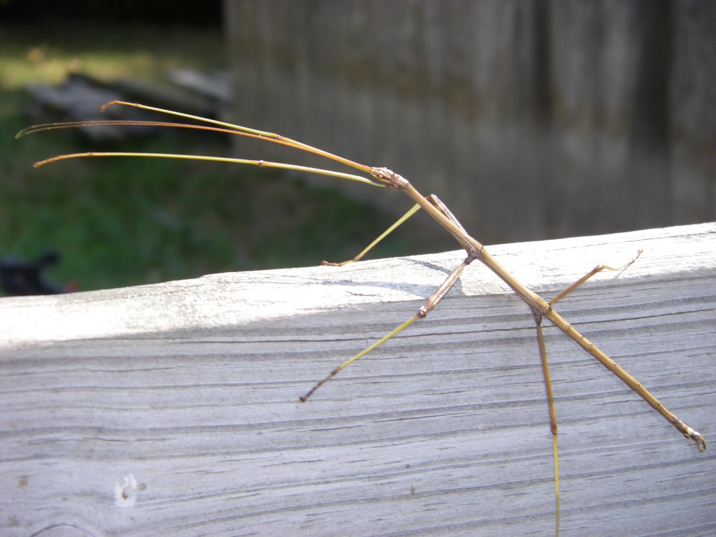 walking stick This is a walking stick on our fence in Tenn… Trista