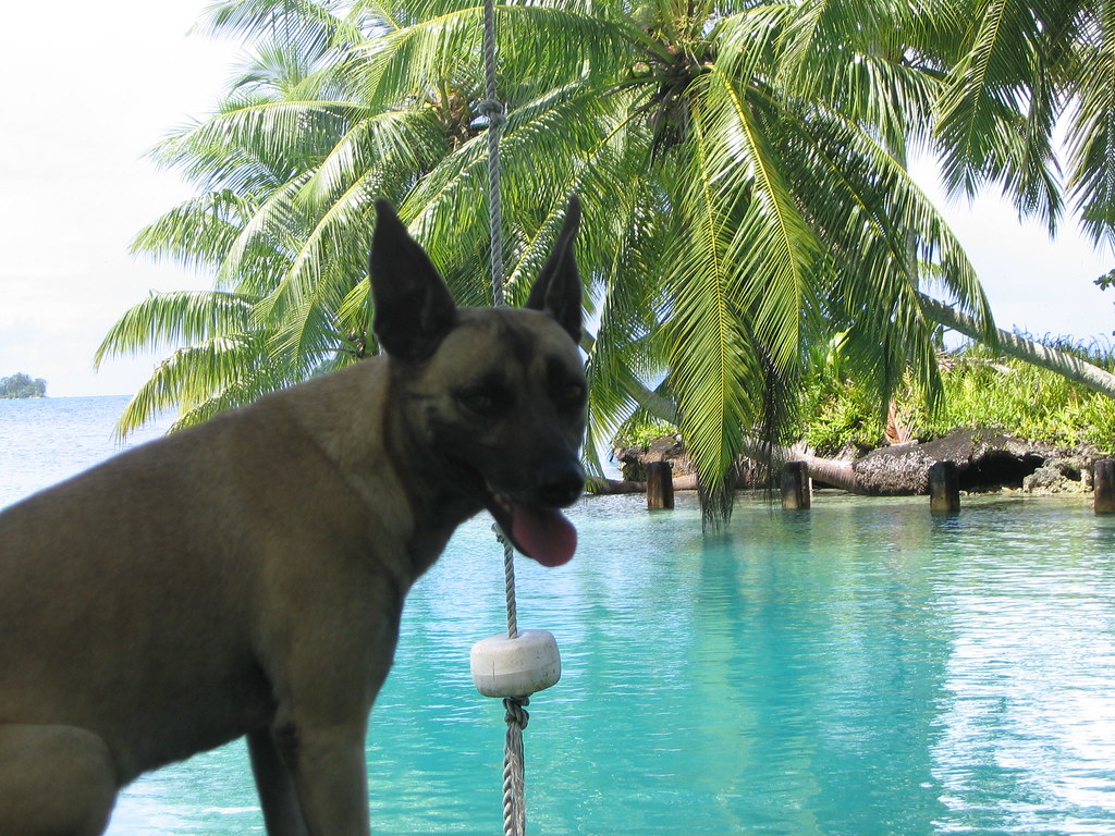 Palmyra swimming hole The friendly island dog showed us ar… Flickr