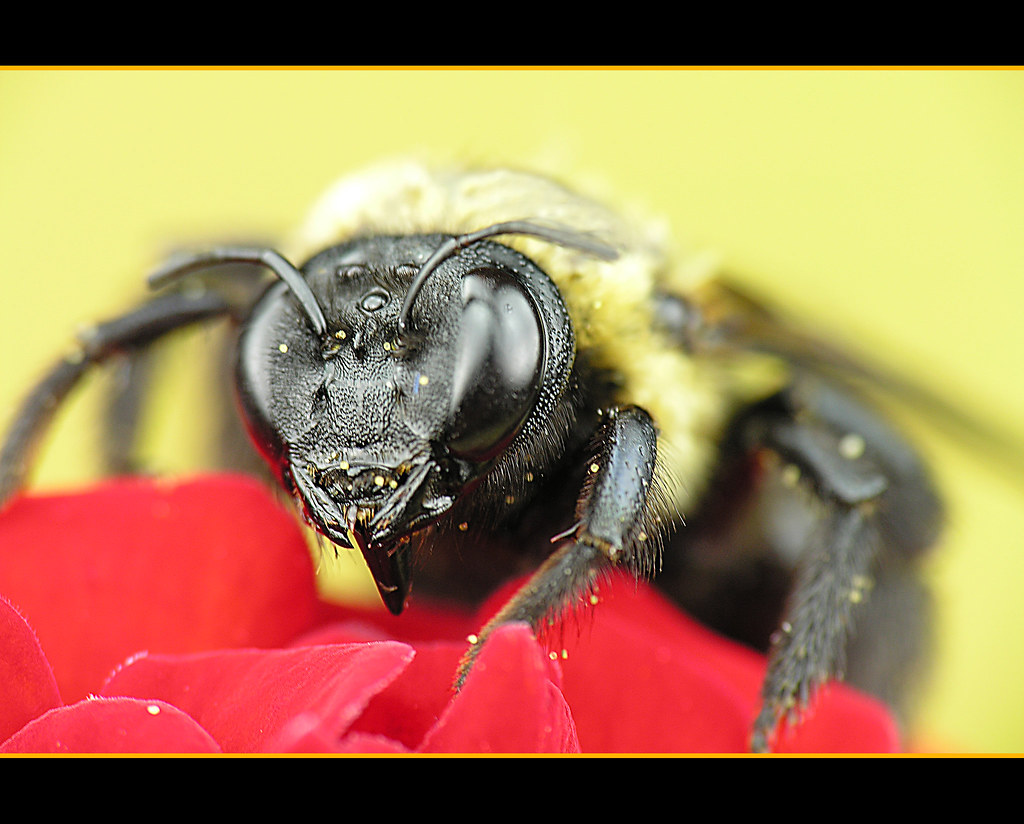 DSCN0945Macro6.1 Close encounter with alien bee. Nathan Supan