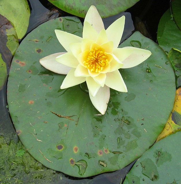 Lillypad And Flower Horace B. Flickr