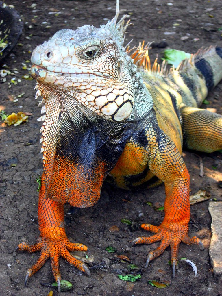 iguana_naranja Iguana en el Parque de las Iguanas en