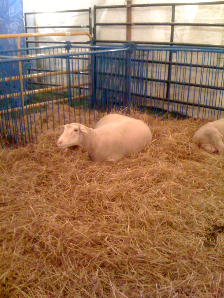 Pregnant sheep Taken during an evening at the St. Joseph C… Flickr