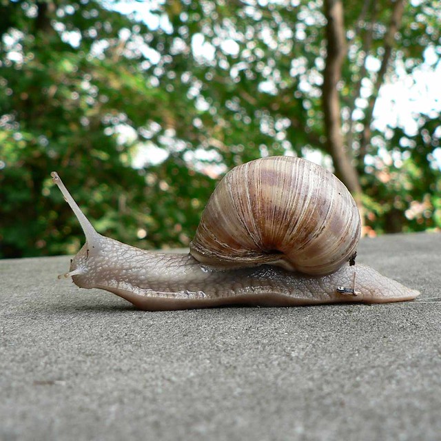 Hallo Eine Schnecke auf Erkundungstour. schoenchen Flickr