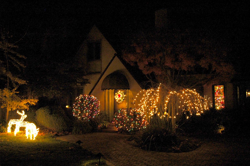 Two Deer grazing at the Christmas House, Palo Alto, Stanfo… Flickr
