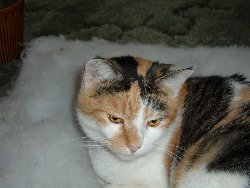Tansy My bug alert cat. If she sees a bug she just stares … Flickr