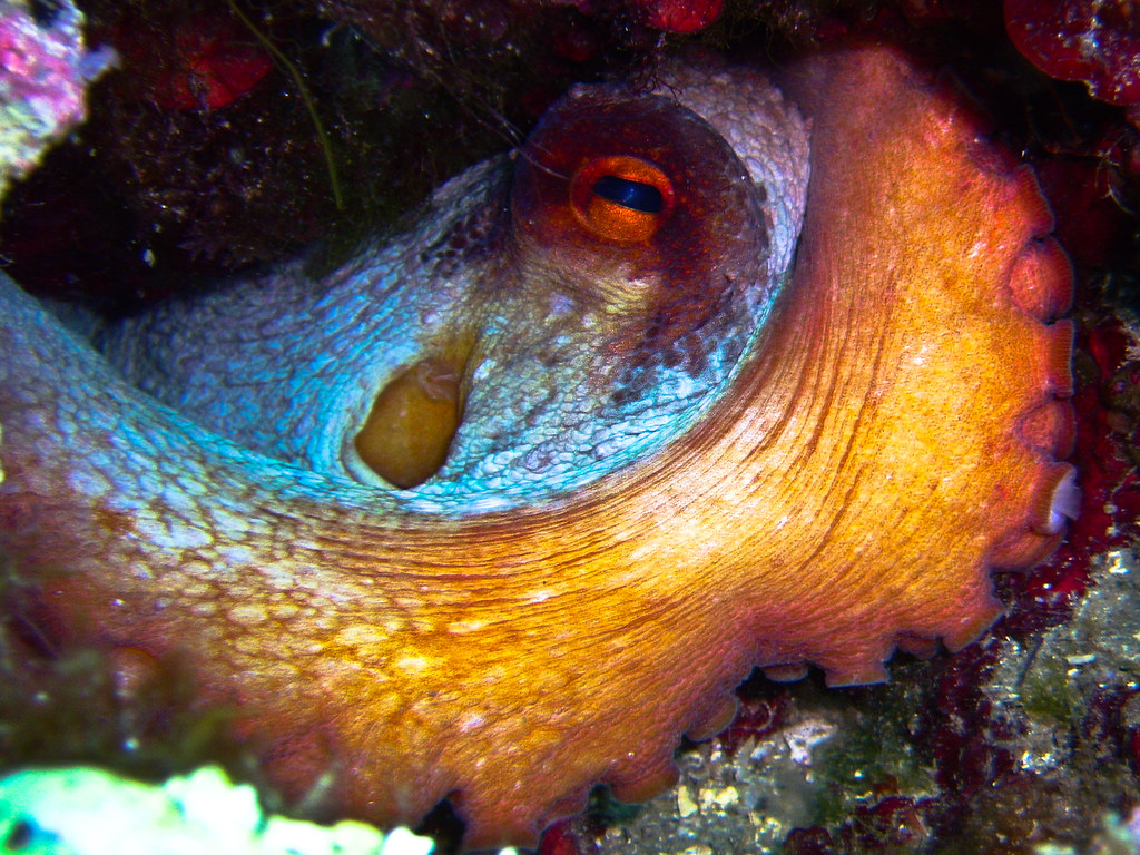 Octopus Hiding Dan Meineck Flickr