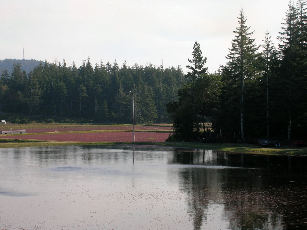 Cranberry Bog, north of Bandon On the Charleston to Bandon… Flickr