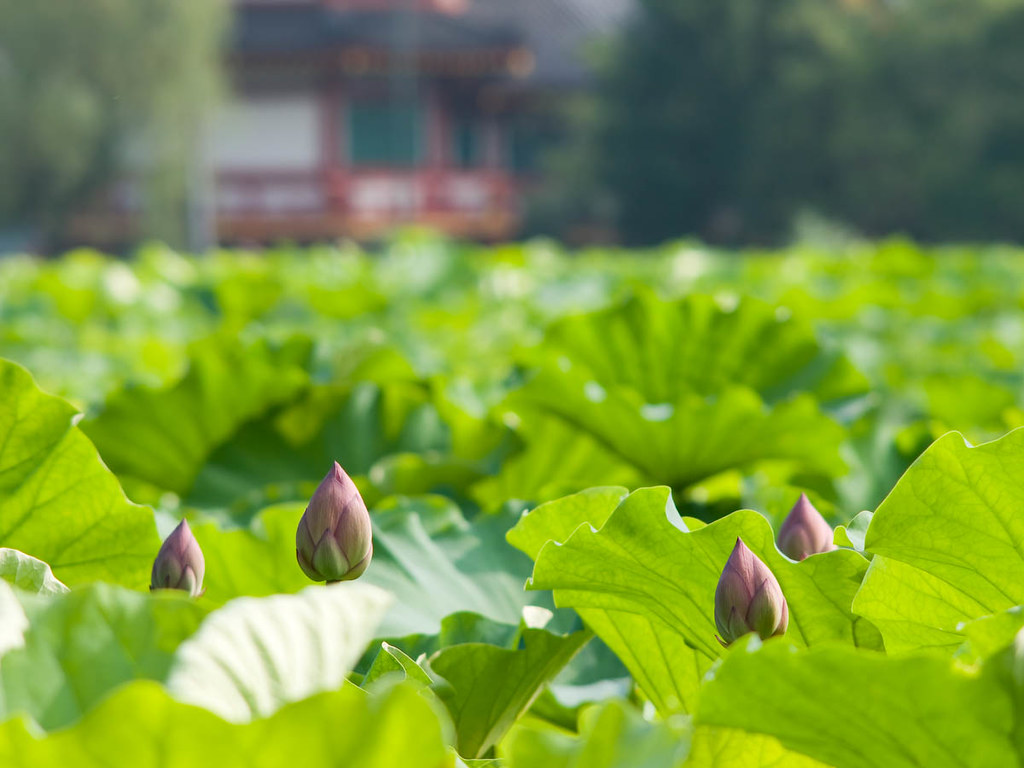Lotus Pond Shinobazu Pond at Ueno, Japan jumbo185usa Flickr