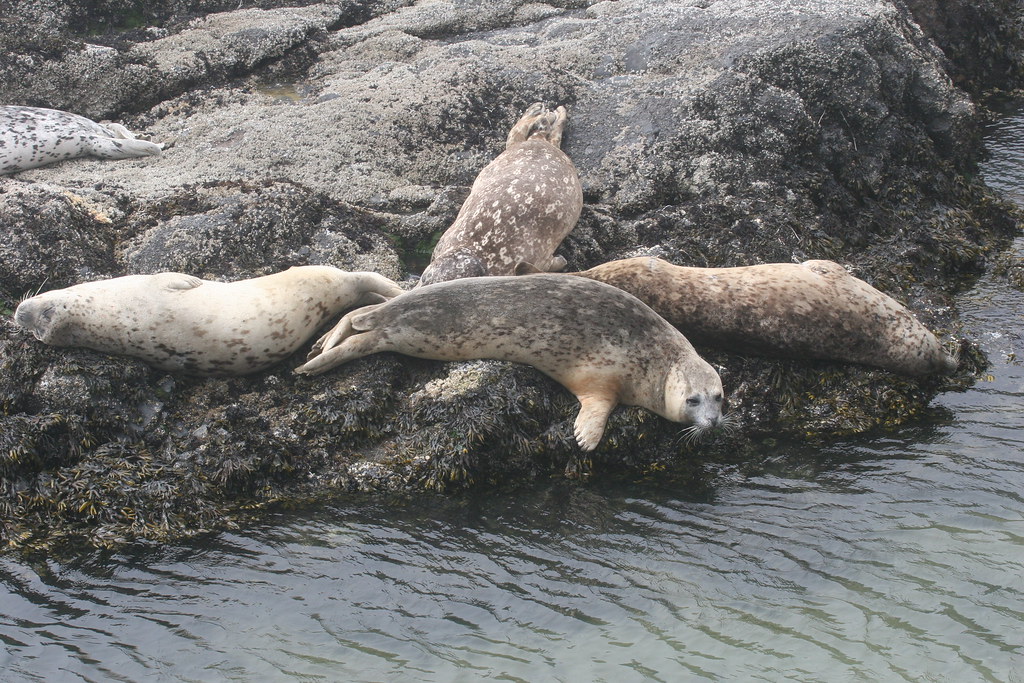 Harbor Seals Oregon coast Richard Gibbons Flickr