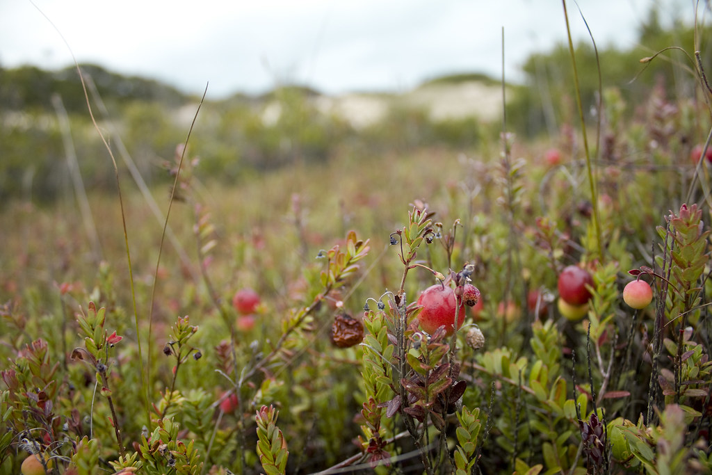 Wild Cranberry Bog Provincetown, Cape Cod. Prospective ima… Flickr