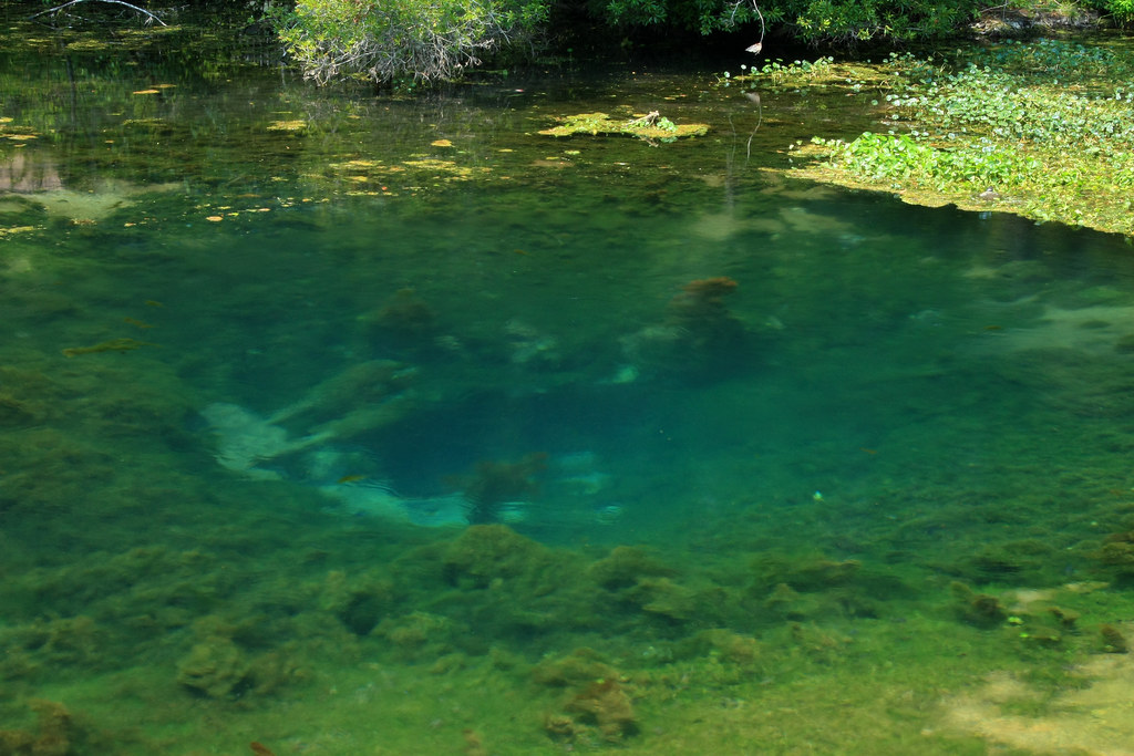 Magnolia Spring, Magnolia Springs State Park, Jenkins Coun… Flickr