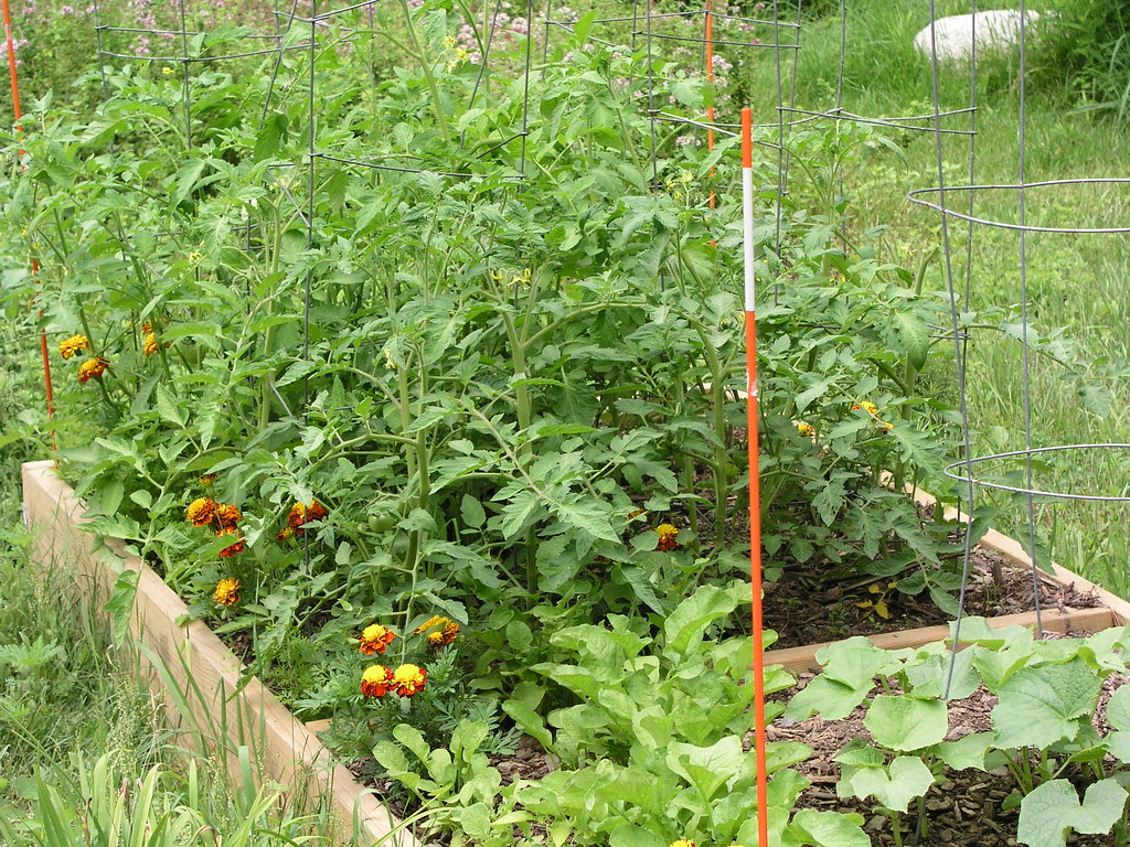 Square Foot Gardening Tomatoes looking great! Flickr