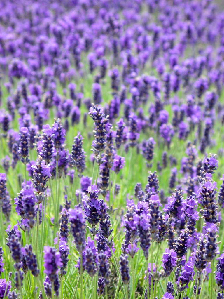 Lavender At Jersey Lavender Farm Mike PD Flickr
