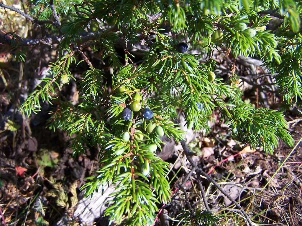 COMMON JUNIPER BERRIES Juniperus commonis. Those berries e… Flickr