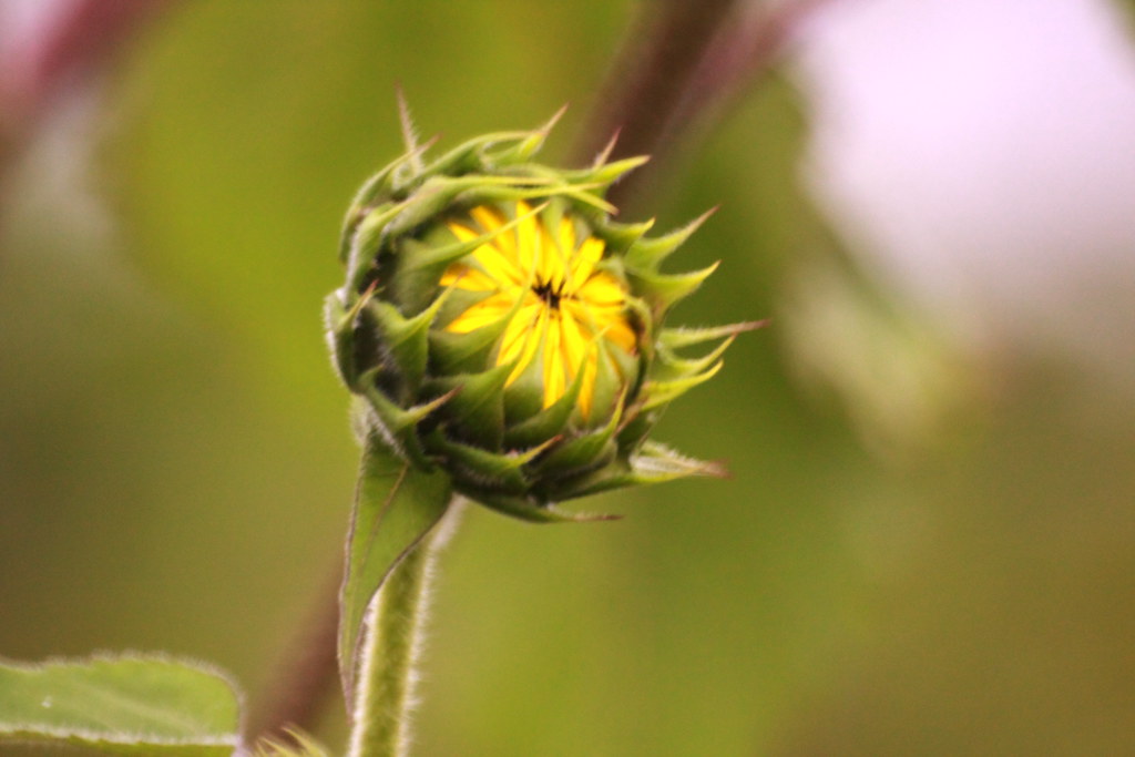 closed sunflower RachelC.Photography Flickr