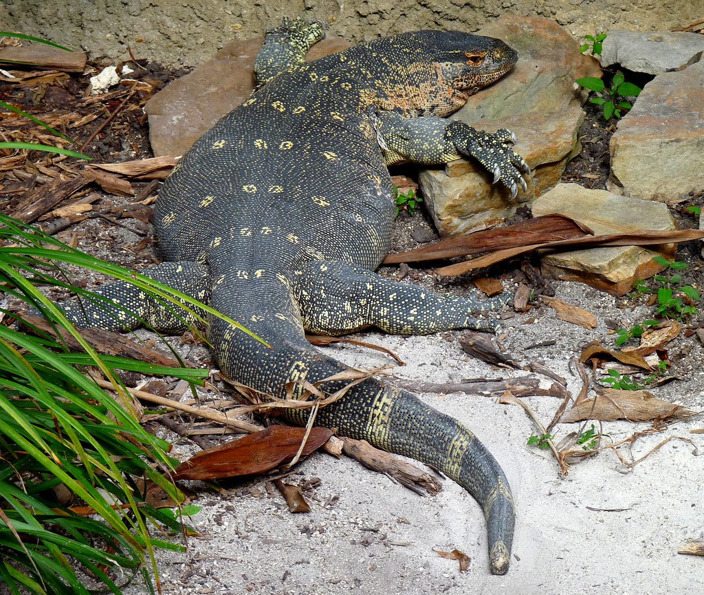 Malayan Monitor Lizard Star Bryant Flickr