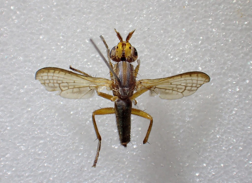 Limnia paludicola female Beeston Common, Norfolk Flickr