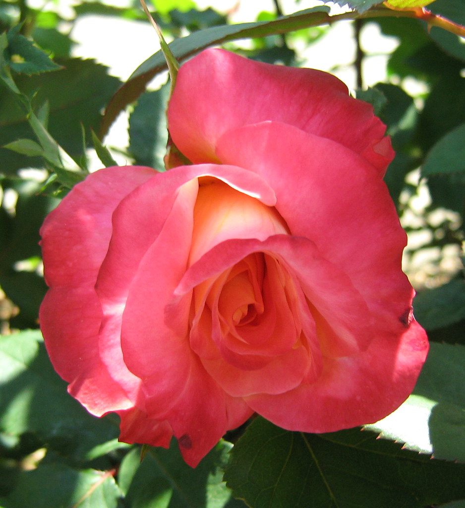 Beautiful Willoughby Rose Garden Public Square Willoughby,… Flickr