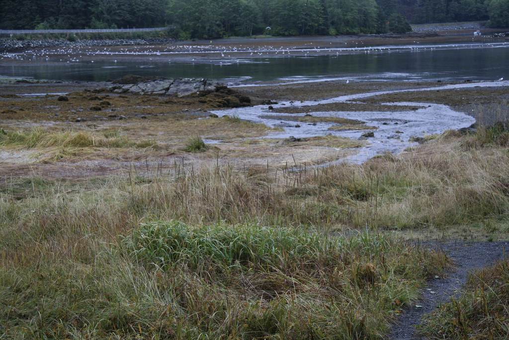 Mosquito Cove TrailSitka, Alaska_0179 Mel Mashman Flickr