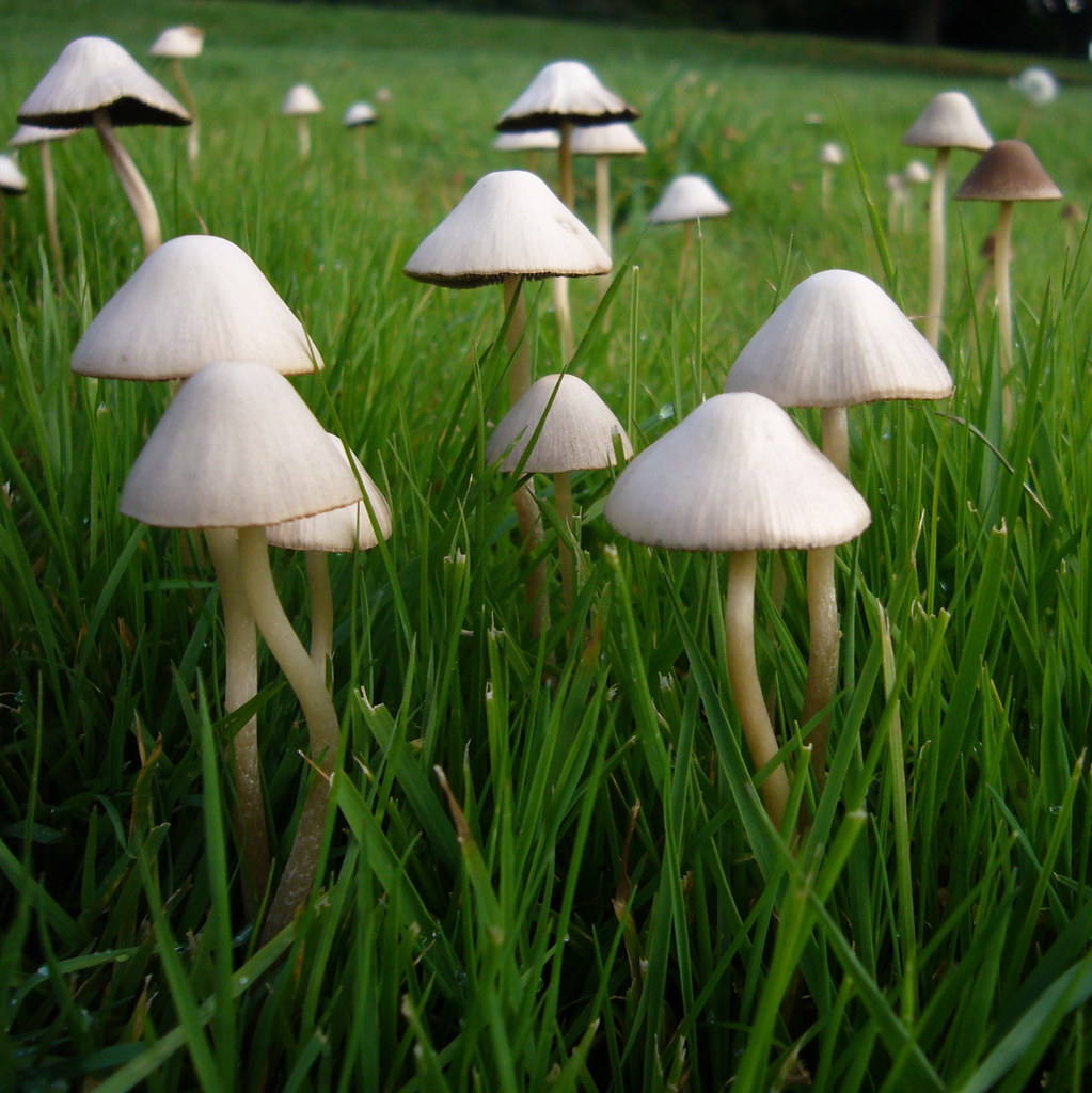 Fairy Ring of Mushrooms Caroline Flickr